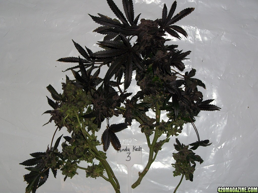 KingJohnC_s_Green_Sun_LED_Lights_Znet4_Aeroponic_Indoor_Grow_Journal_and_Review_2015-02-01012.JPG