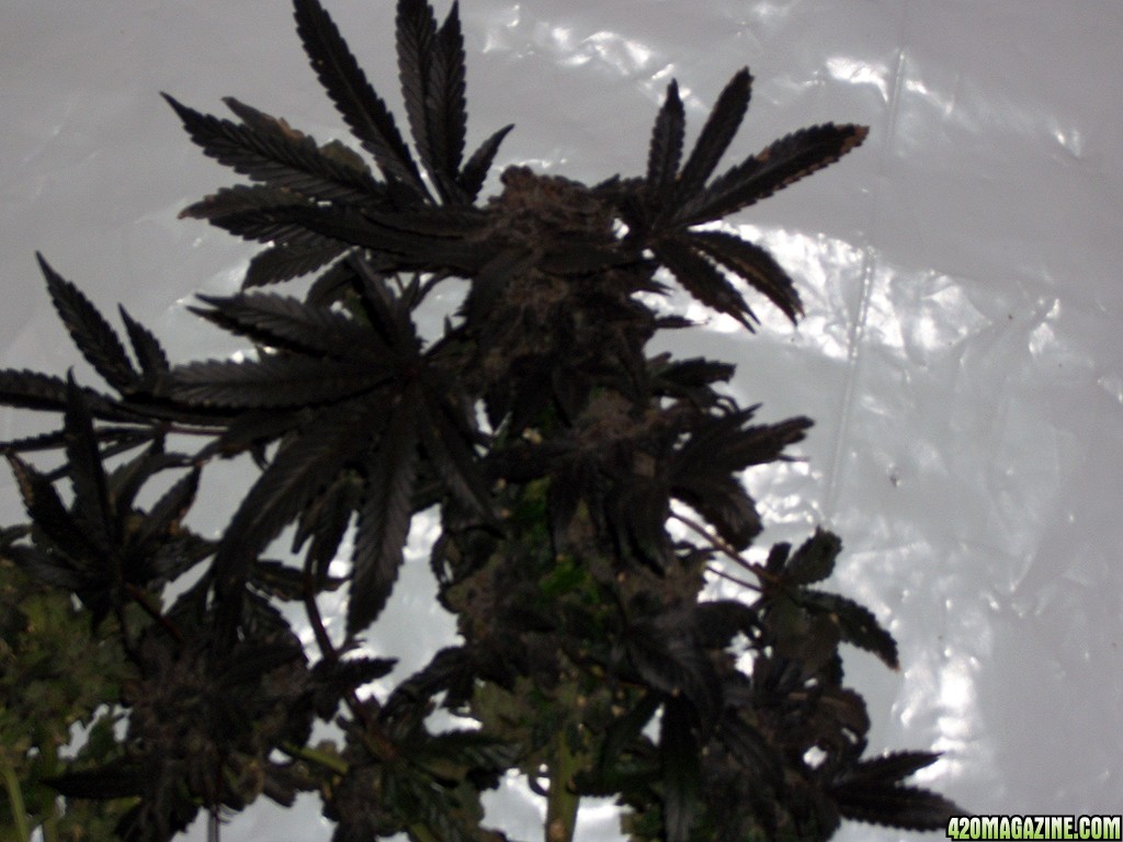 KingJohnC_s_Green_Sun_LED_Lights_Znet4_Aeroponic_Indoor_Grow_Journal_and_Review_2015-02-01013.JPG