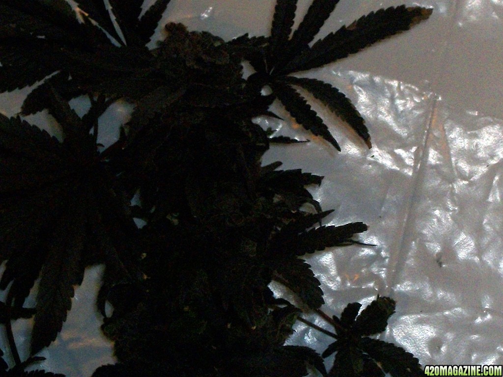 KingJohnC_s_Green_Sun_LED_Lights_Znet4_Aeroponic_Indoor_Grow_Journal_and_Review_2015-02-01014.JPG