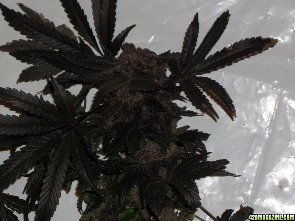 KingJohnC_s_Green_Sun_LED_Lights_Znet4_Aeroponic_Indoor_Grow_Journal_and_Review_2015-02-01015.JPG