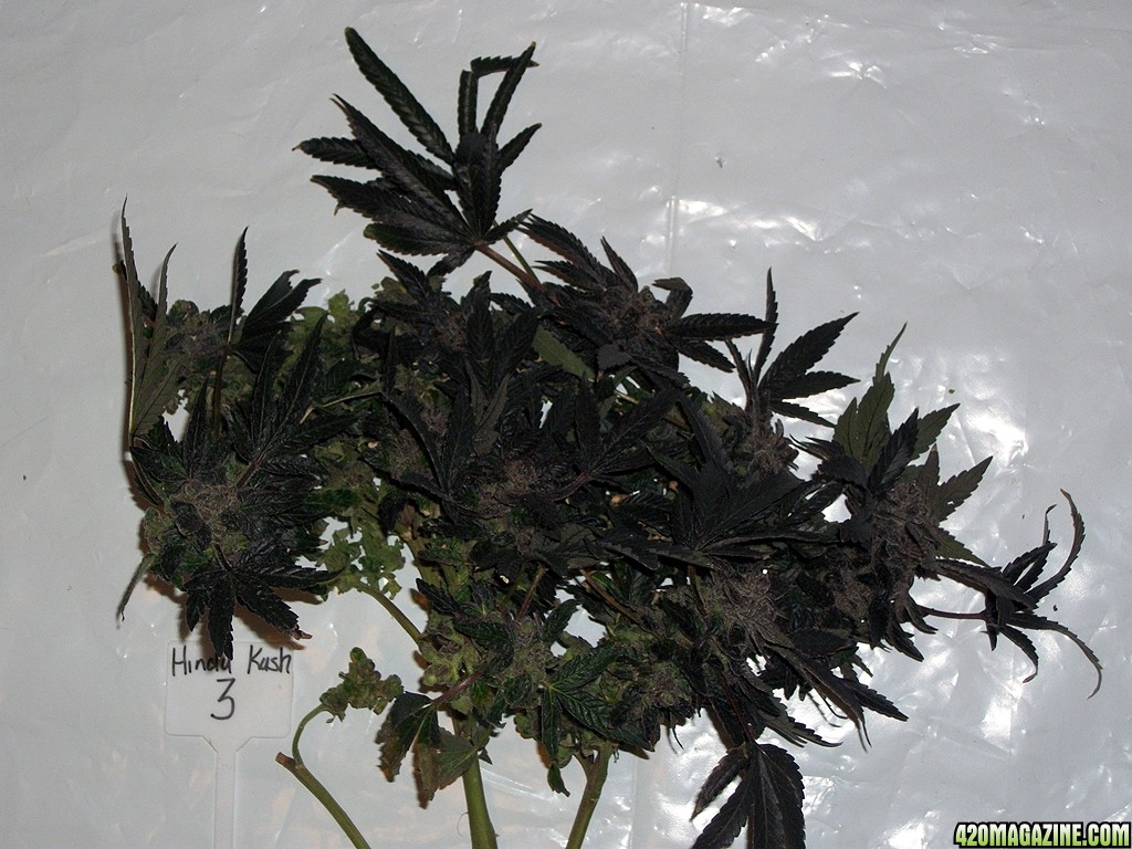 KingJohnC_s_Green_Sun_LED_Lights_Znet4_Aeroponic_Indoor_Grow_Journal_and_Review_2015-02-01018.JPG