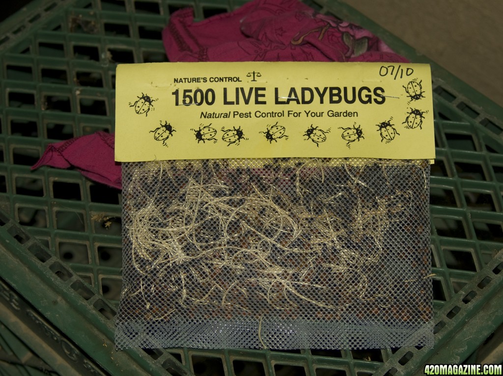 Ladybugs.jpg