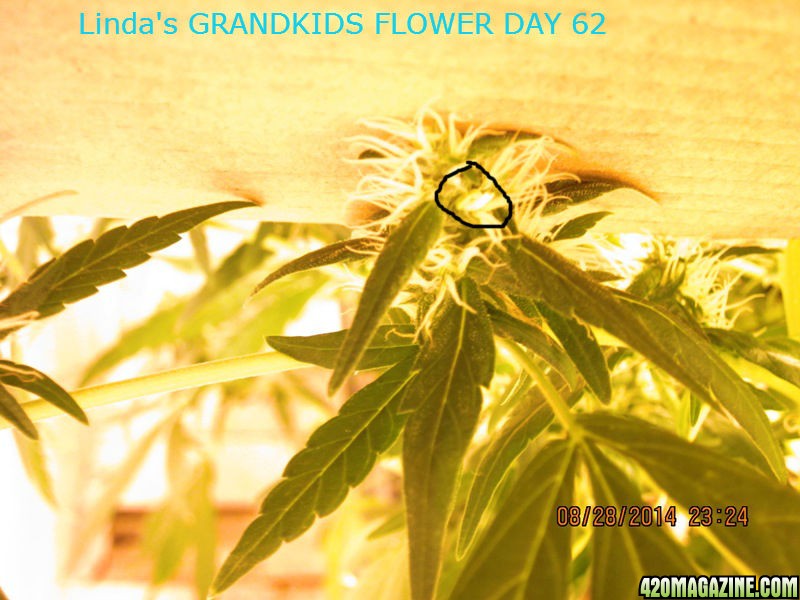 Linda_s_GRANDKIDS_FLOWER_DAY_62_3_.jpg