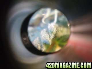 M4a-Close-up.jpg