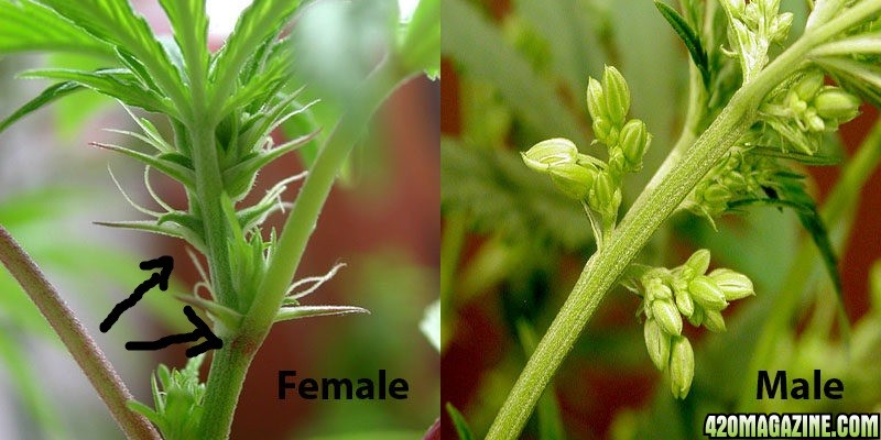 Male-and-Female-Plants.jpg