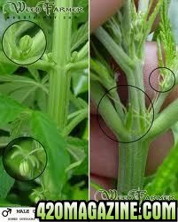 Male_and_Female_Cannabis_Plants.jpg