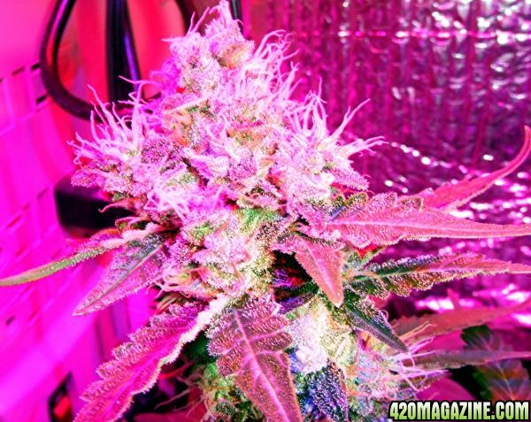 Marijuana-Growth-using-LED-technology-2.jpg