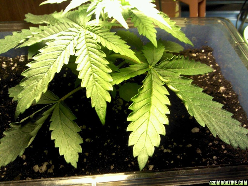 Marijuanaplantweek2.jpg
