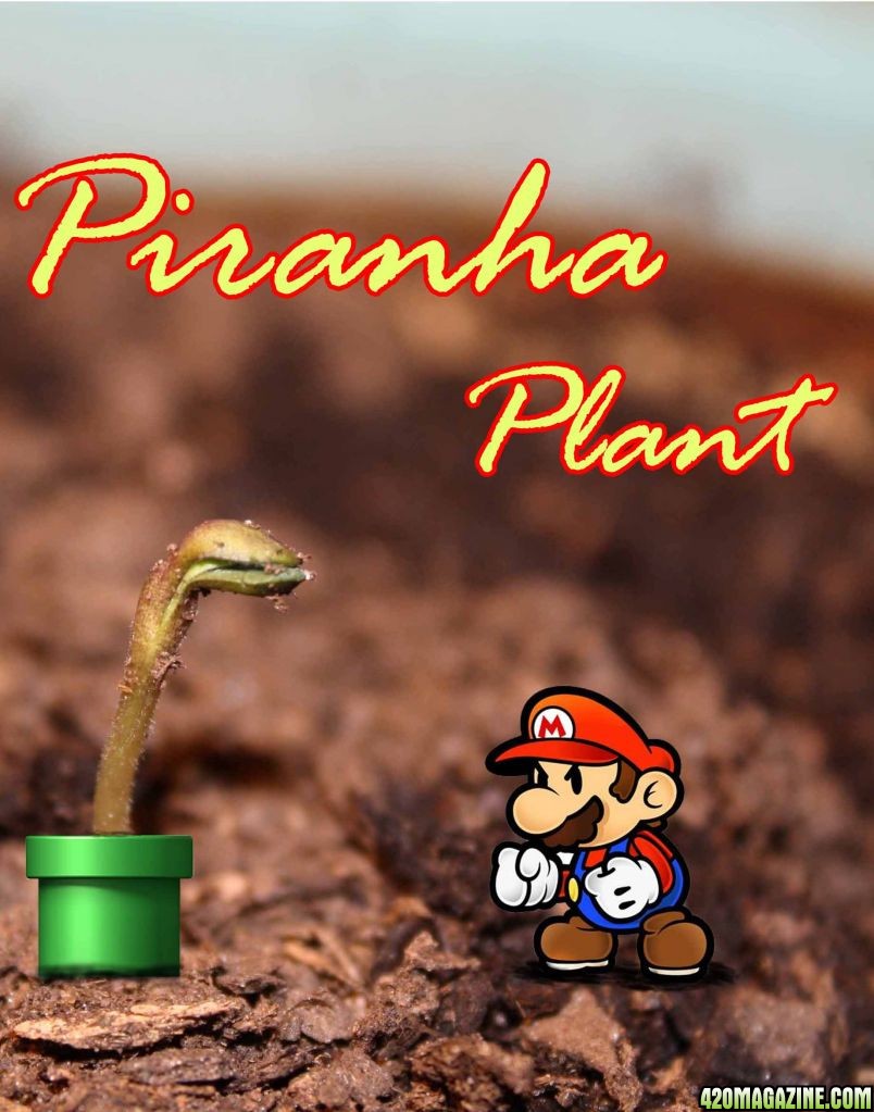 Mario_vs_Piranha_plant1.jpg