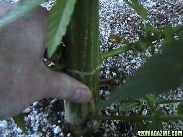 Middle_of_the_Week_Garden_Pictures_of_MMJ_Plants_001.JPG
