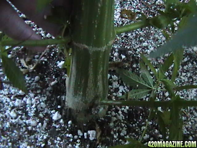 Middle_of_the_Week_Garden_Pictures_of_MMJ_Plants_002.JPG