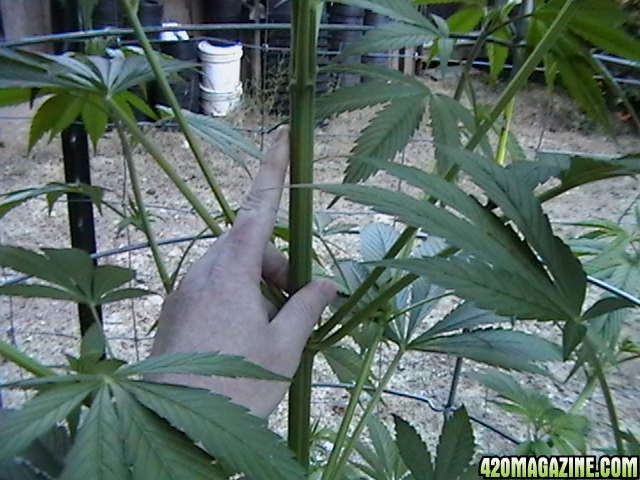 Middle_of_the_Week_Garden_Pictures_of_MMJ_Plants_004.JPG