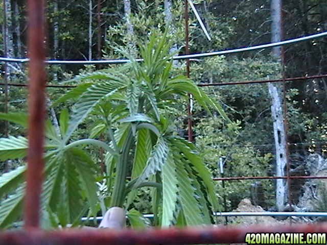 Middle_of_the_Week_Garden_Pictures_of_MMJ_Plants_008.JPG