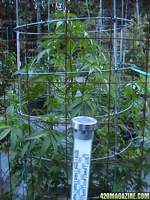 Middle_of_the_Week_Garden_Pictures_of_MMJ_Plants_010.JPG