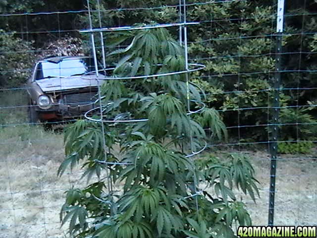 Middle_of_the_Week_Garden_Pictures_of_MMJ_Plants_013.JPG
