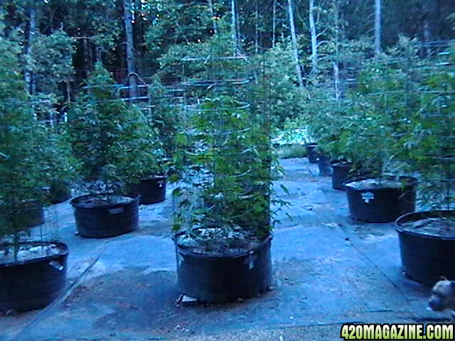 Middle_of_the_Week_Garden_Pictures_of_MMJ_Plants_016.JPG