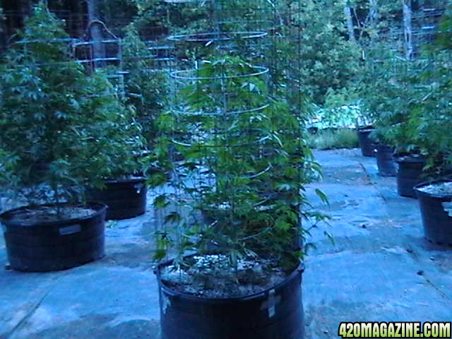 Middle_of_the_Week_Garden_Pictures_of_MMJ_Plants_017.JPG