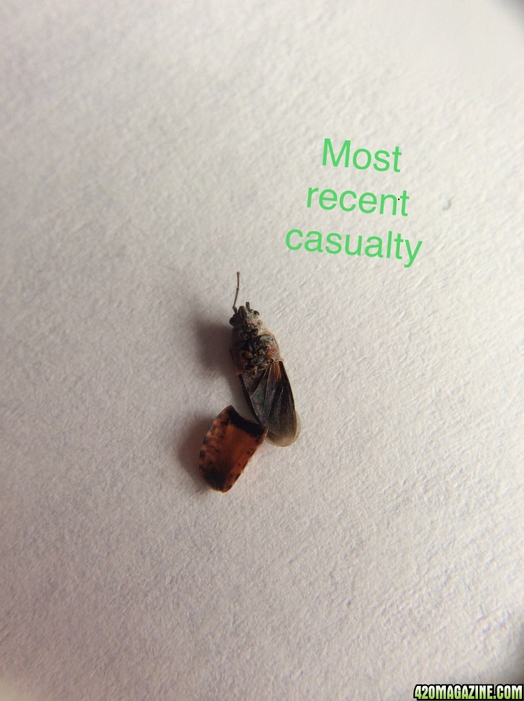Most_Recent_Casualty.jpg