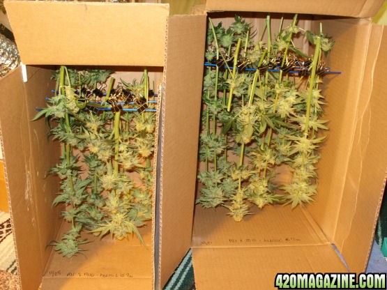 Nov25-Medijuana_M1_M10_HarvestedInBoxes.jpg