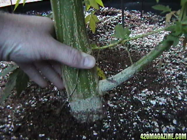 Oudoor_Midweek_6_Strain_HxOK_other_plant_pictures_as_well_017.JPG