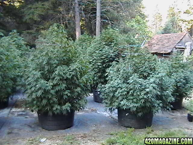 Oudoor_Midweek_6_Strain_HxOK_other_plant_pictures_as_well_023.JPG