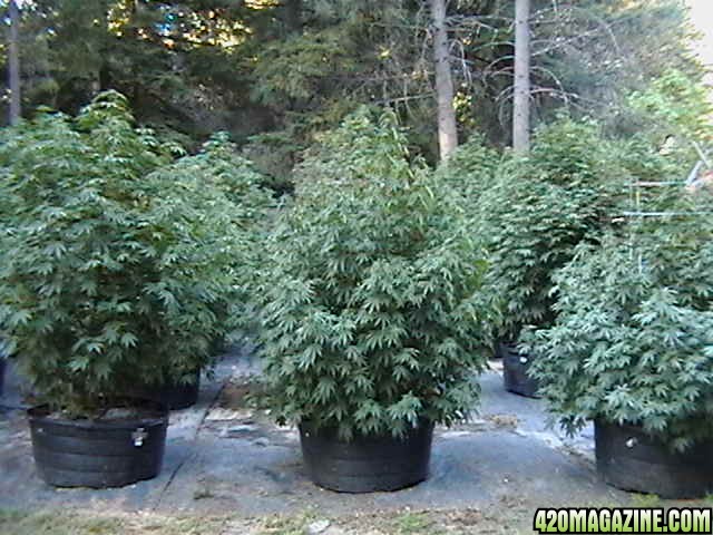 Oudoor_Midweek_6_Strain_HxOK_other_plant_pictures_as_well_024.JPG