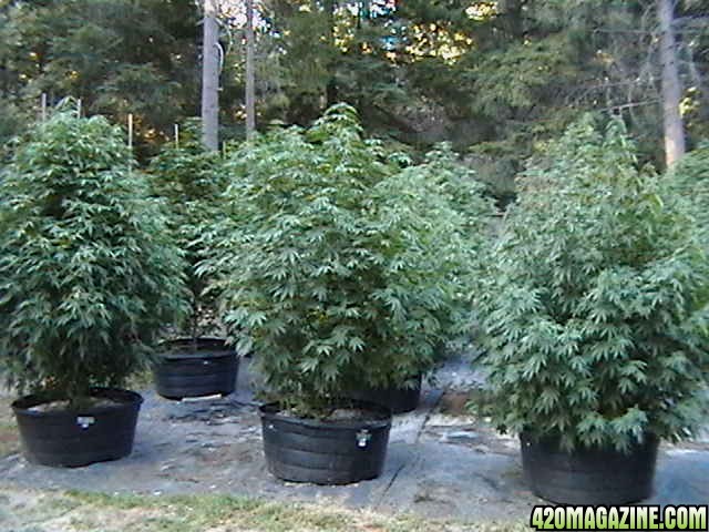 Oudoor_Midweek_6_Strain_HxOK_other_plant_pictures_as_well_025.JPG