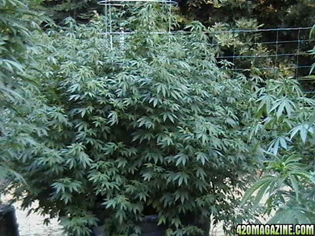 Oudoor_Midweek_6_Strain_HxOK_other_plant_pictures_as_well_026.JPG