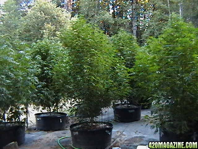 Oudoor_Midweek_6_Strain_HxOK_other_plant_pictures_as_well_032.JPG