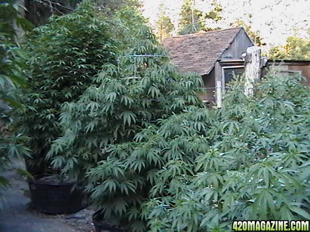 Oudoor_Midweek_6_Strain_HxOK_other_plant_pictures_as_well_039.JPG