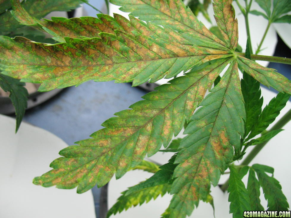 Некроз листьев марихуаны марихуана по ук рф
