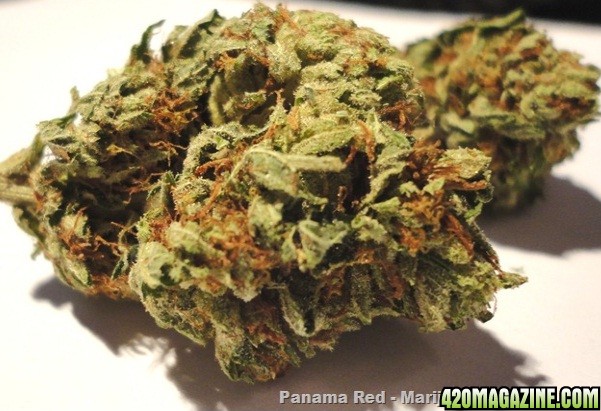 Medicinal marijuana strain Panama Red - Is it safe to buy Panama Red marijuana feminized with free shipping