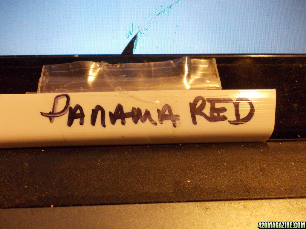 Panama_Red1.JPG