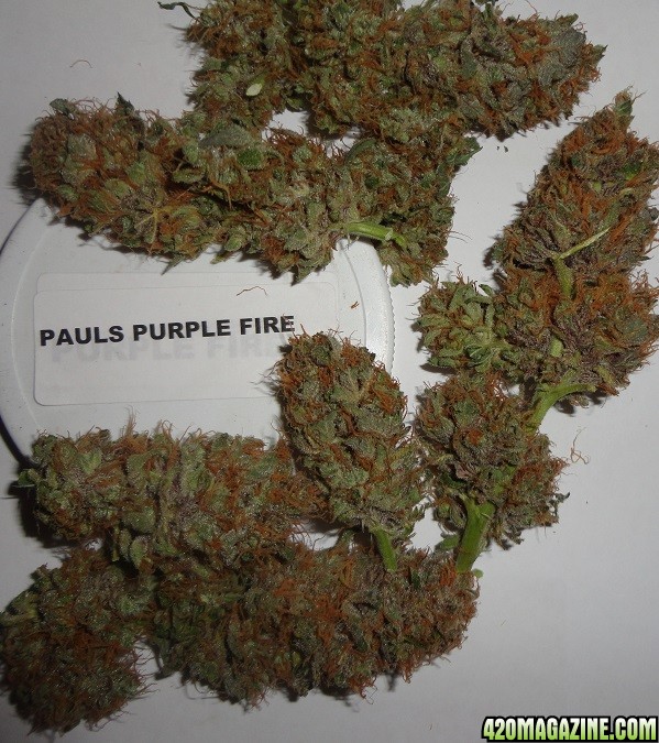 Pauls_Purple_Fire.JPG