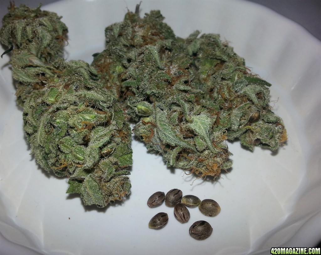 Permafrost_with_Gorilla_Dawg_seeds.jpg