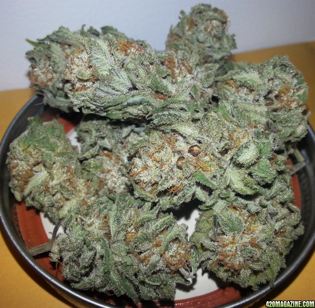 Permafrost_with_x_American_Pie_seeds_3.jpg