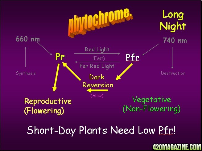 Phytochrome_1.jpg