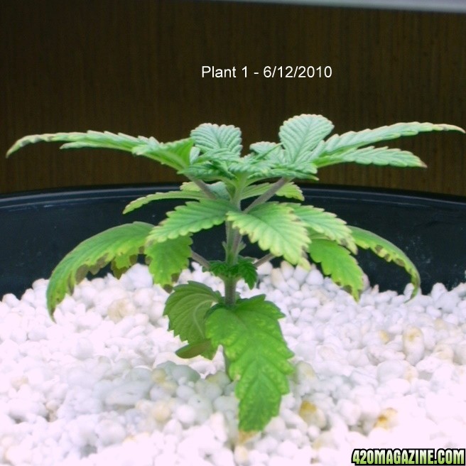 Plant1-11.JPG
