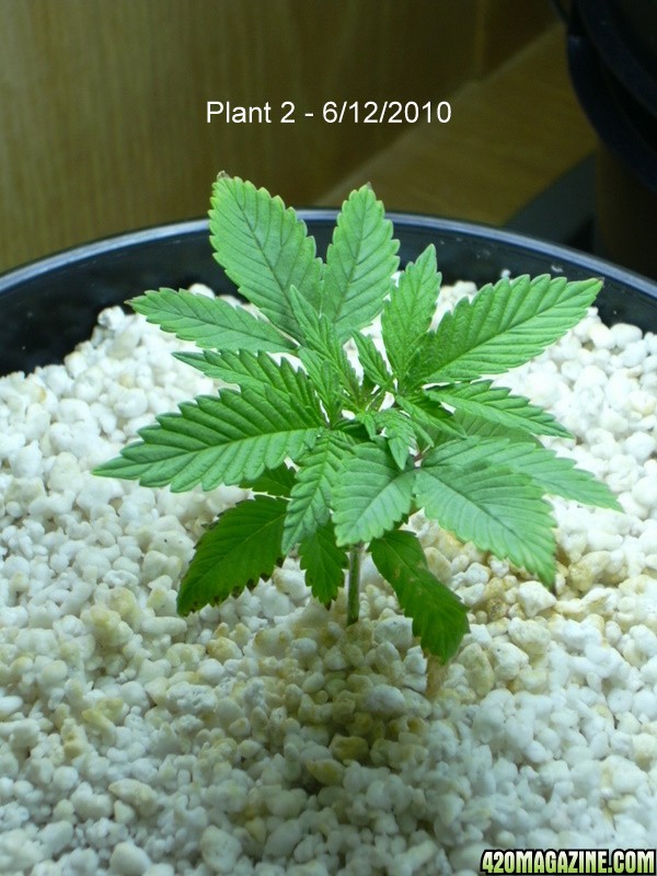 Plant2-1.JPG