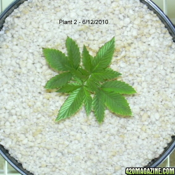 Plant2-2.JPG