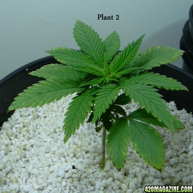 Plant226.JPG