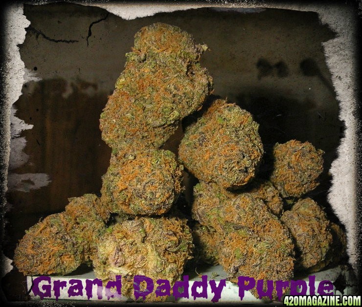 Prop_215_Legal_Grand_Daddy_Purple.jpg