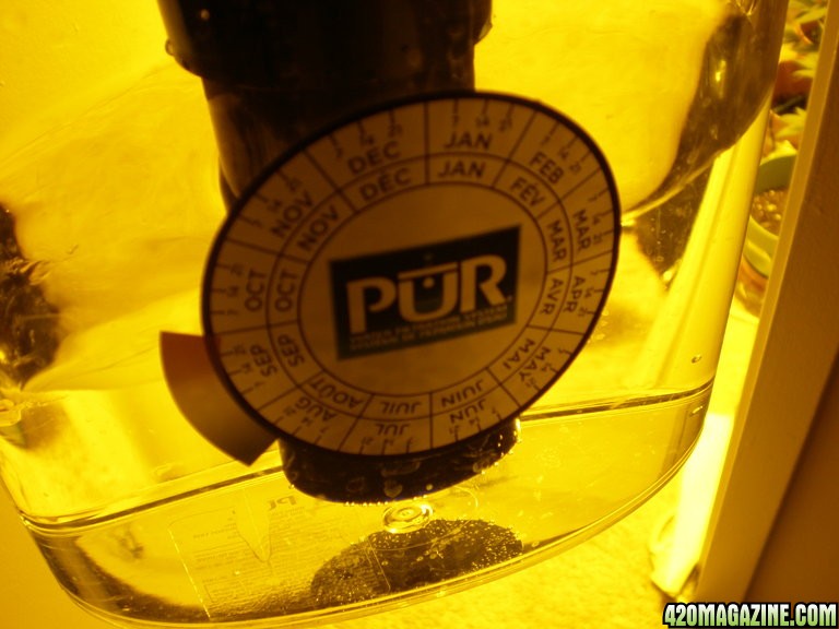 Pure_water.jpg