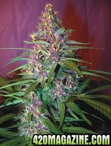 Purple-Haze-Marijuana-227x300.jpg