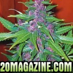 Purple-Haze-Weed-150x150.jpg