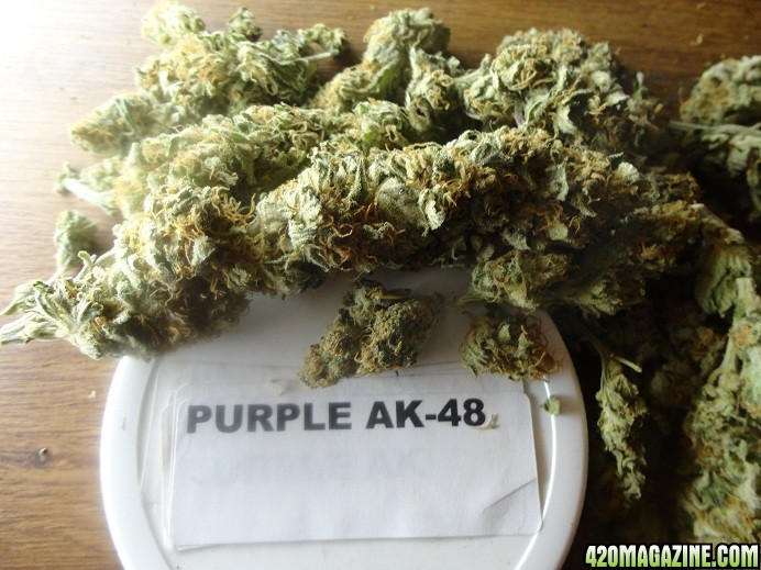 PurpleAK481NEW.JPG