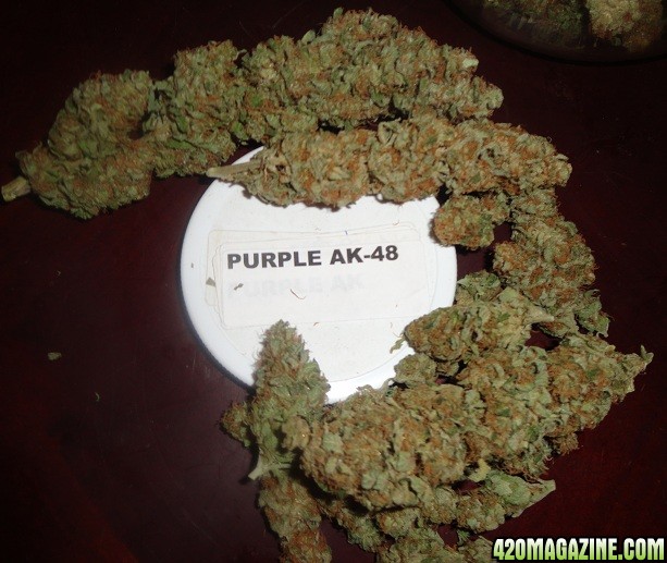 Purple_AK-482.JPG
