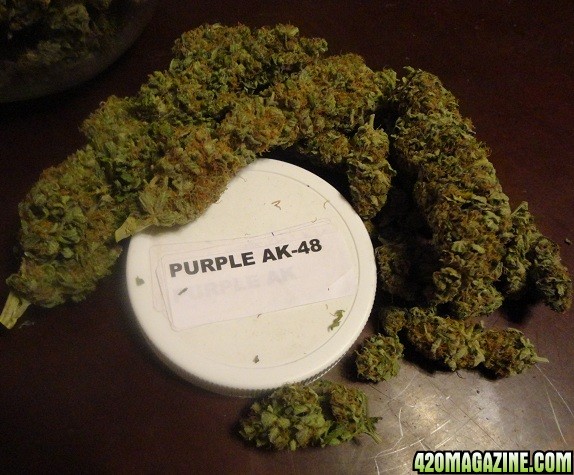 Purple_AK-483.JPG