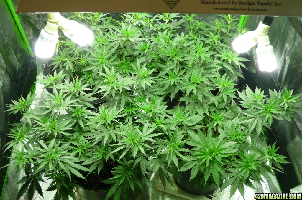 Repotted1_9_25_17.JPG