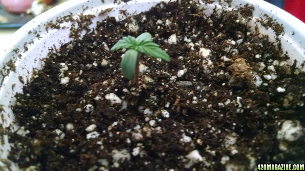 SPROUT_4_3_.jpg